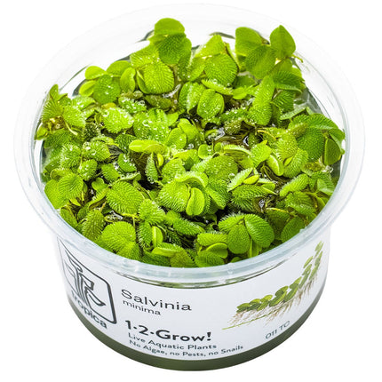 Salvinia minima InVitro Pflanze