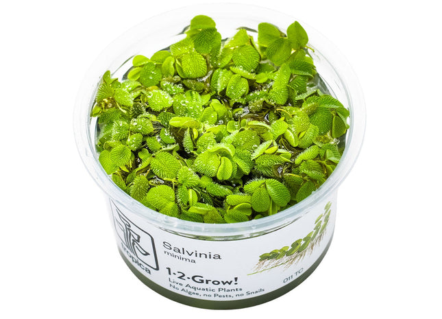 Salvinia minima InVitro Pflanze