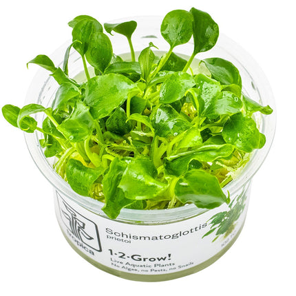 Schismatoglottis prietoi InVitro Pflanze