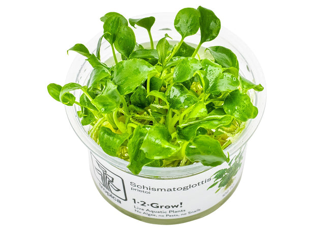 Schismatoglottis prietoi InVitro Pflanze