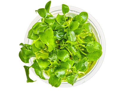 Schismatoglottis prietoi von oben