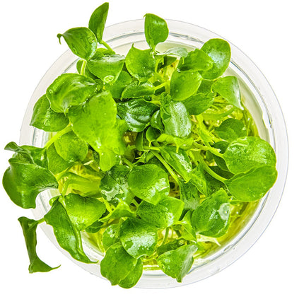 Schismatoglottis prietoi von oben