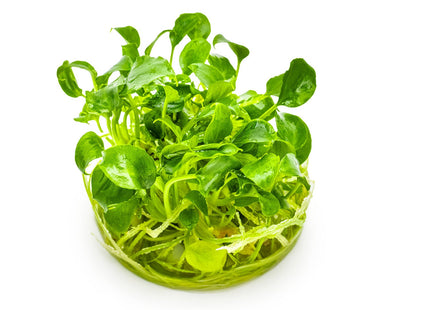 Schismatoglottis prietoi