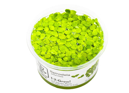 Spirodela polyrrhiza InVitro Pflanze