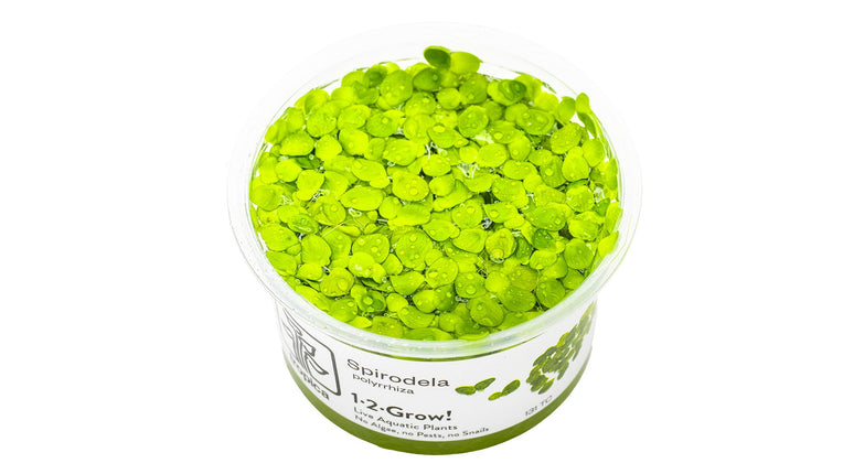 Spirodela polyrrhiza InVitro Pflanze