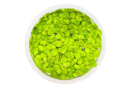 Spirodela polyrrhiza von oben