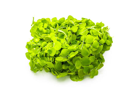 Spirodela polyrrhiza