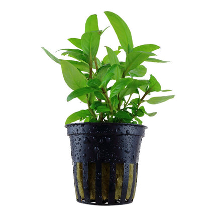 Staurogyne repens - Topfpflanze