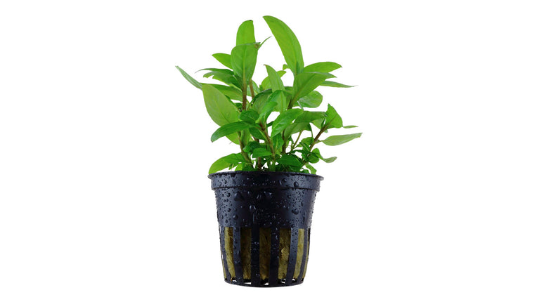 Staurogyne repens - Topfpflanze