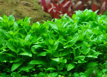 Staurogyne repens - Topfpflanze im Aquarium
