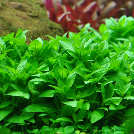 Staurogyne repens - Topfpflanze im Aquarium