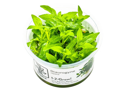Staurogyne repens InVitro Pflanze