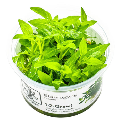Staurogyne repens InVitro Pflanze