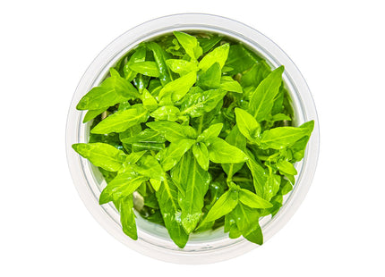 Staurogyne repens von oben