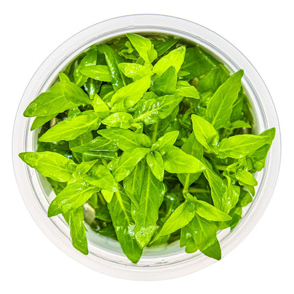 Staurogyne repens von oben