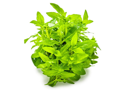 Staurogyne repens