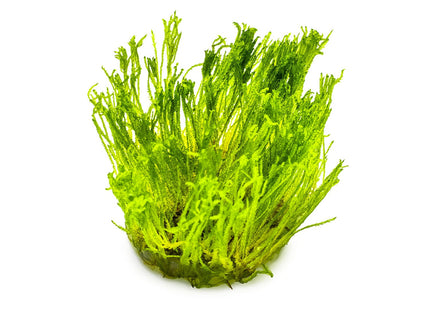 Taxiphyllum alternans 'Taiwan Moss'