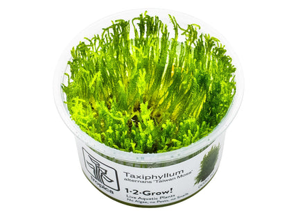 Taxiphyllum alternans 'Taiwan Moss' InVitro Pflanze