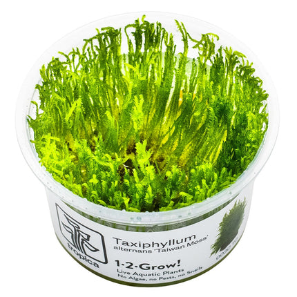 Taxiphyllum alternans 'Taiwan Moss' InVitro Pflanze