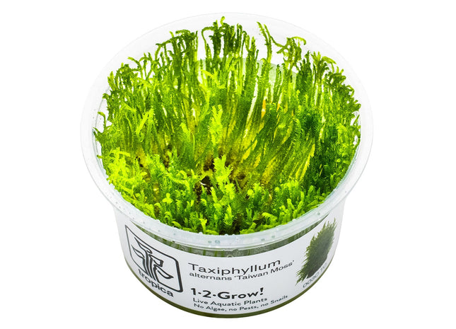Taxiphyllum alternans 'Taiwan Moss' InVitro Pflanze