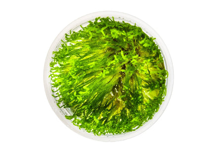 Taxiphyllum alternans 'Taiwan Moss' von oben