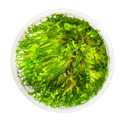 Taxiphyllum alternans 'Taiwan Moss' von oben