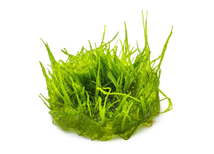 Taxiphyllum barbieri 'Bogor Moss'