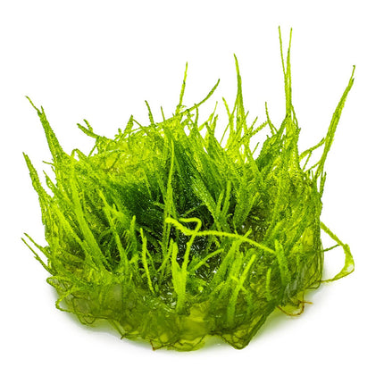 Taxiphyllum barbieri 'Bogor Moss'