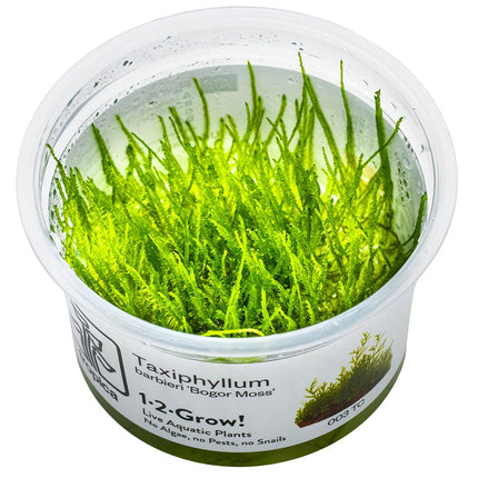 Taxiphyllum barbieri 'Bogor Moss' InVitro Pflanze