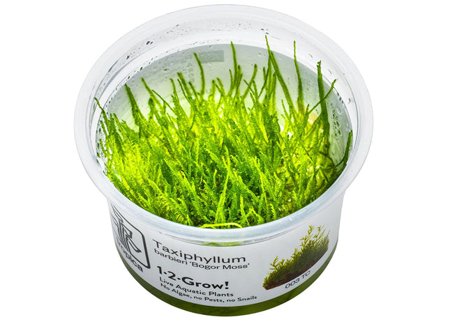 Taxiphyllum barbieri 'Bogor Moss' InVitro Pflanze