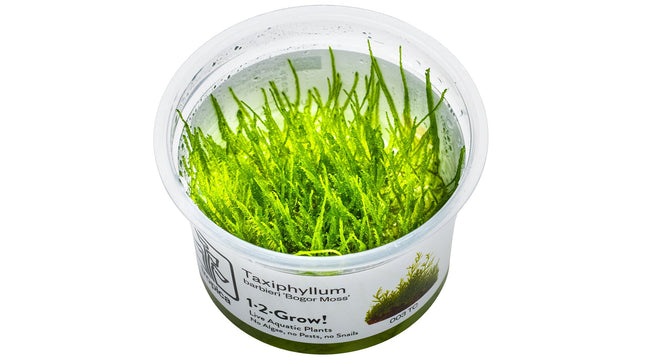 Taxiphyllum barbieri 'Bogor Moss' InVitro Pflanze