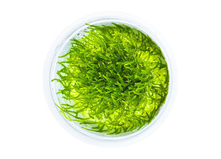 Taxiphyllum barbieri 'Bogor Moss' von oben