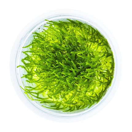 Taxiphyllum barbieri 'Bogor Moss' von oben