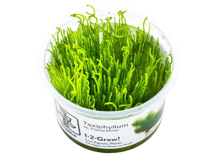 Taxiphyllum sp. 'Flame Moss' InVitro Pflanze
