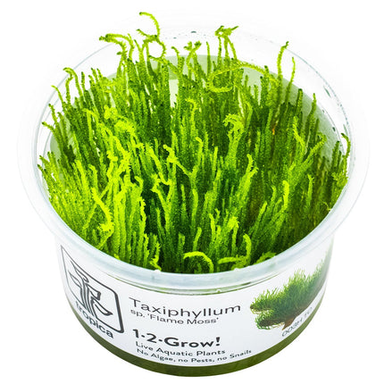 Taxiphyllum sp. 'Flame Moss' InVitro Pflanze