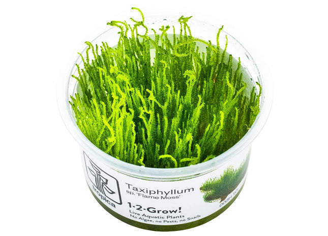 Taxiphyllum sp. 'Flame Moss' InVitro Pflanze