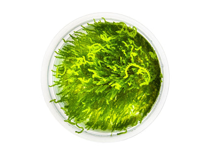 Taxiphyllum sp. 'Flame Moss' von oben