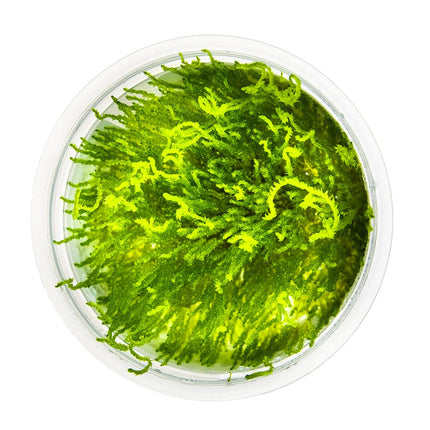 Taxiphyllum sp. 'Flame Moss' von oben