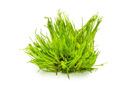 Taxiphyllum sp. 'Spiky Moss'