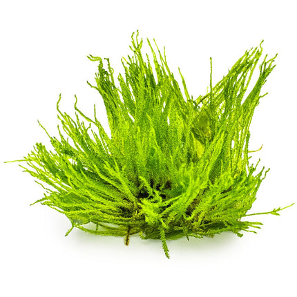 Taxiphyllum sp. 'Spiky Moss'