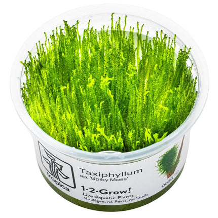 Taxiphyllum sp. 'Spiky Moss' InVitro Pflanze