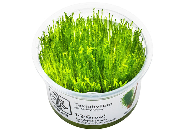 Taxiphyllum sp. 'Spiky Moss' InVitro Pflanze