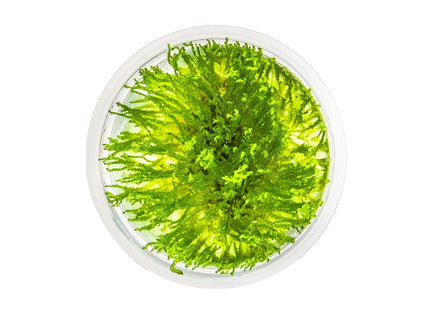 Taxiphyllum sp. 'Spiky Moss' von oben