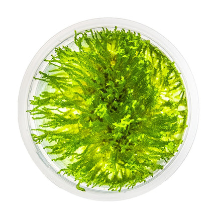 Taxiphyllum sp. 'Spiky Moss' von oben