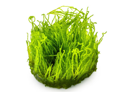 Taxiphyllum sp. 'Flame Moss'