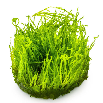 Taxiphyllum sp. 'Flame Moss'