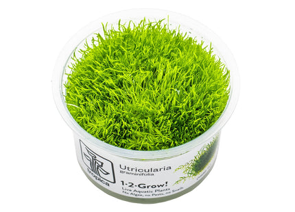 Utricularia graminifolia InVitro Pflanze