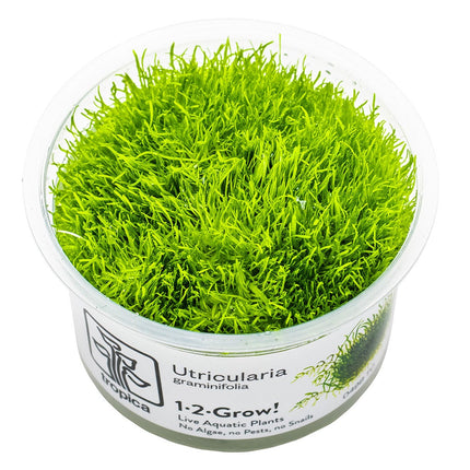 Utricularia graminifolia InVitro Pflanze