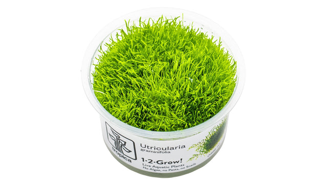 Utricularia graminifolia InVitro Pflanze