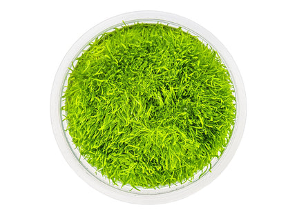 Utricularia graminifolia von oben